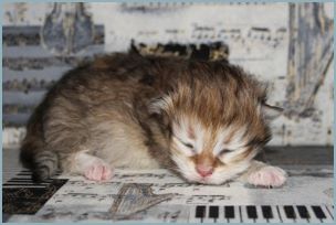 Female Siberian Kitten from Deedlebug Siberians